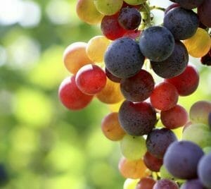 Waar wordt alcohol van gemaakt?